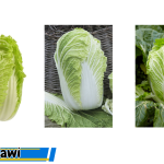Manfaat Sayur Sawi