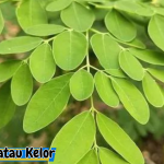 Manfaat dan Resep Lezat Moringa