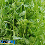 manfaat sayur pakis