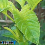 Tanaman Bayam