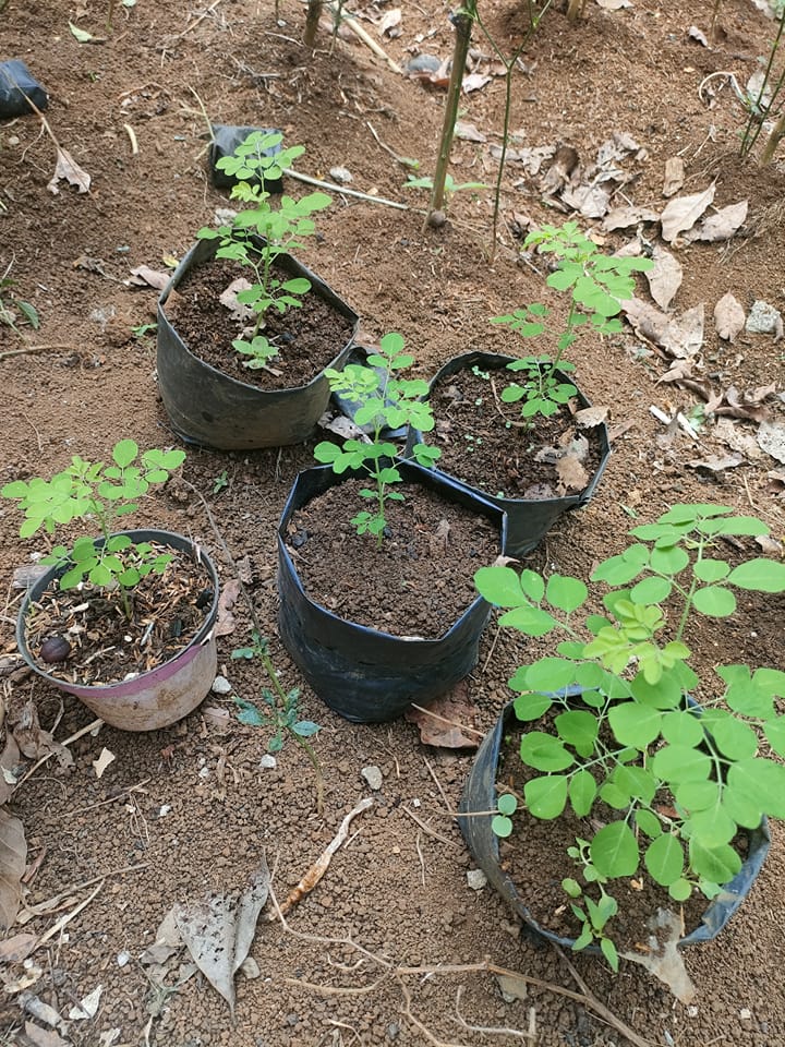 Menanam Daun Kelor di Rumah dengan bibit