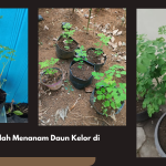Menanam Daun Kelor di Rumah