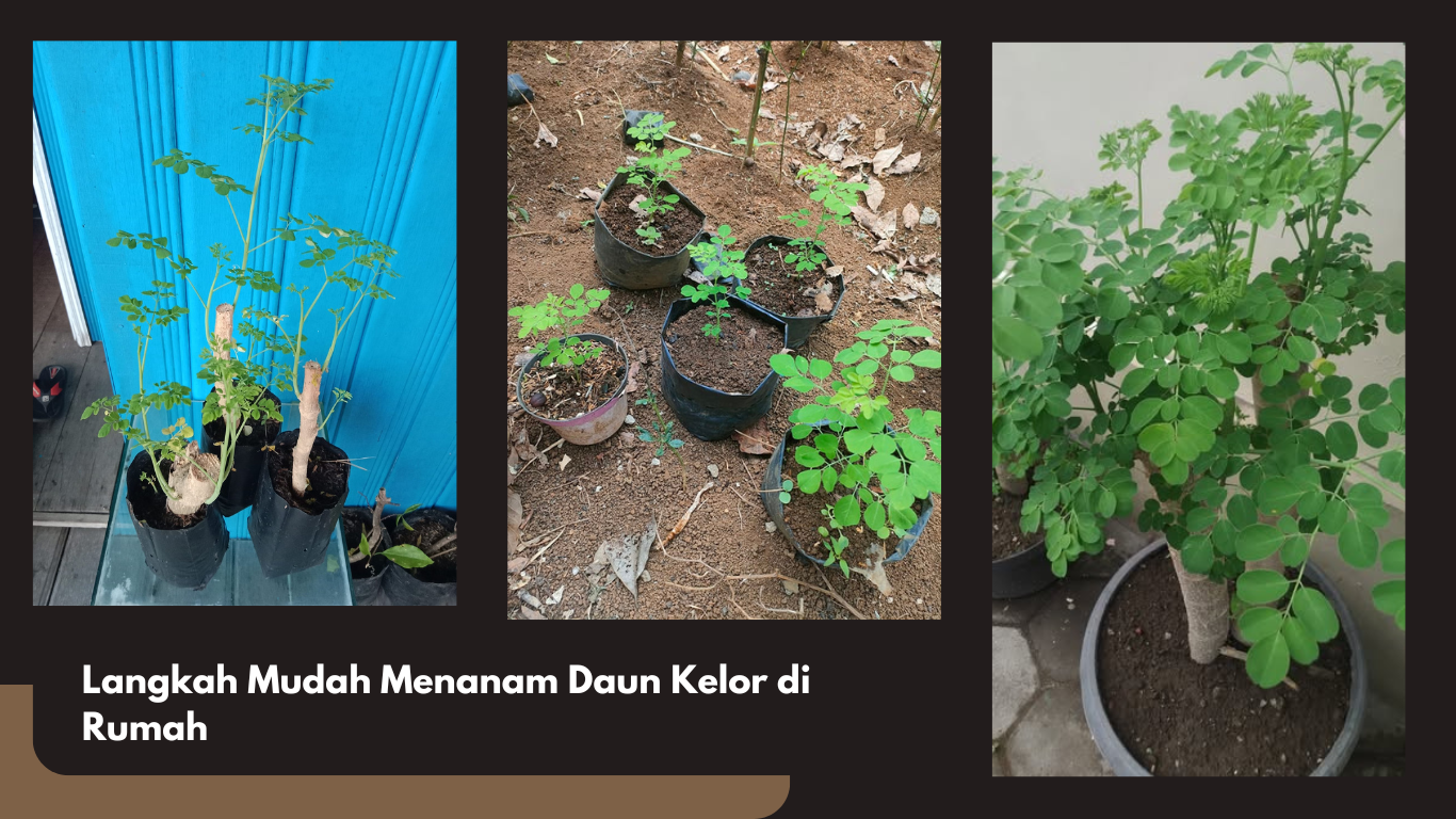 Menanam Daun Kelor di Rumah