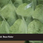 Manfaat Bubuk Daun Kelor