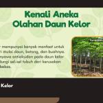 Kreativitas dalam Mengolah Daun Kelor