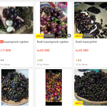 harga buah kupa di shopee