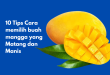 Tips Cara Memilih Buah Mangga yang Matang dan Manis