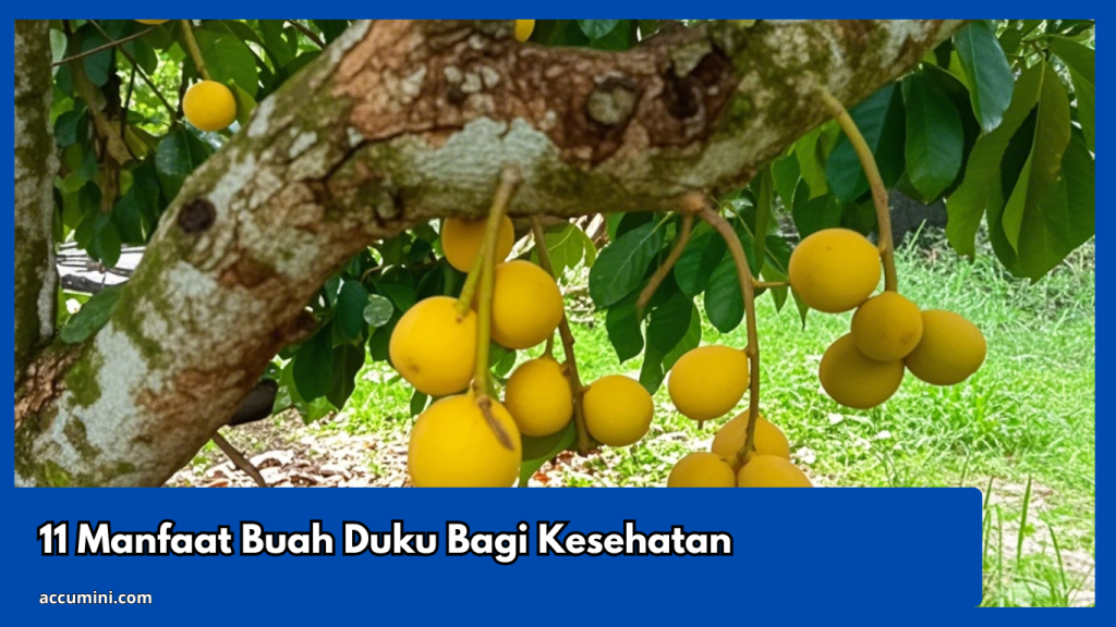 11 Manfaat Buah Duku Bagi Kesehatan