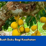 11 Manfaat Buah Duku Bagi Kesehatan