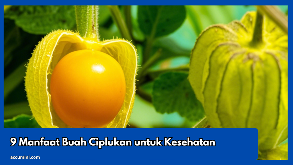 9 Manfaat Buah Ciplukan untuk Kesehatan