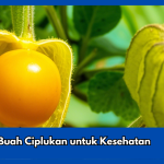 9 Manfaat Buah Ciplukan untuk Kesehatan