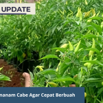Cara Mudah Menanam Cabe