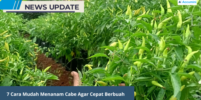 Cara Mudah Menanam Cabe