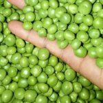 kacang polong
