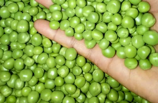 kacang polong