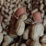 kacang tanah