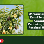 24 Varietas Alpukat Resmi Terdaftar di Kementerian Pertanian, Ini Daerah Penghasil Utamanya