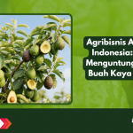 agribisnis alpukat, budidaya alpukat, potensi ekspor alpukat, pertanian tropis, pasar buah lokal, peluang usaha pertanian, komoditas unggulan indonesia
