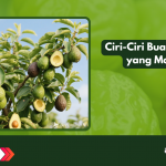 Ciri-Ciri Buah Alpukat yang Matang