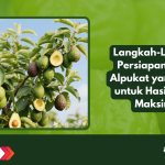 Langkah-Langkah Persiapan Lahan Alpukat yang Tepat untuk Hasil Panen Maksimal