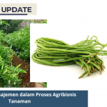 Penerapan Manajemen dalam Proses Agribisnis Tanaman