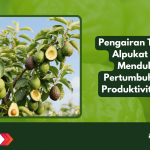 Pengairan Tanaman Alpukat untuk Mendukung Pertumbuhan dan Produktivitas Buah