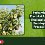 Perkembangan Produksi Alpukat di Thailand