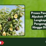 Proses Pascapanen Alpukat