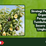Strategi Pengelolaan Organisme Pengganggu Tumbuhan (OPT) tanaman alpukat Secara Ramah Lingkungan