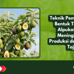 Teknik Pemangkasan Bentuk Tanaman Alpukat untuk Meningkatkan Produksi dan Kualitas Tajuk