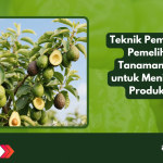 Teknik Pemangkasan Pemeliharaan Tanaman Alpukat