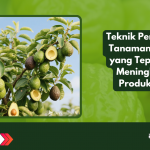 Teknik Penyiangan Tanaman Alpukat yang Tepat untuk Meningkatkan Produktivitas
