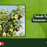 Teknik Topping Tanaman Alpukat