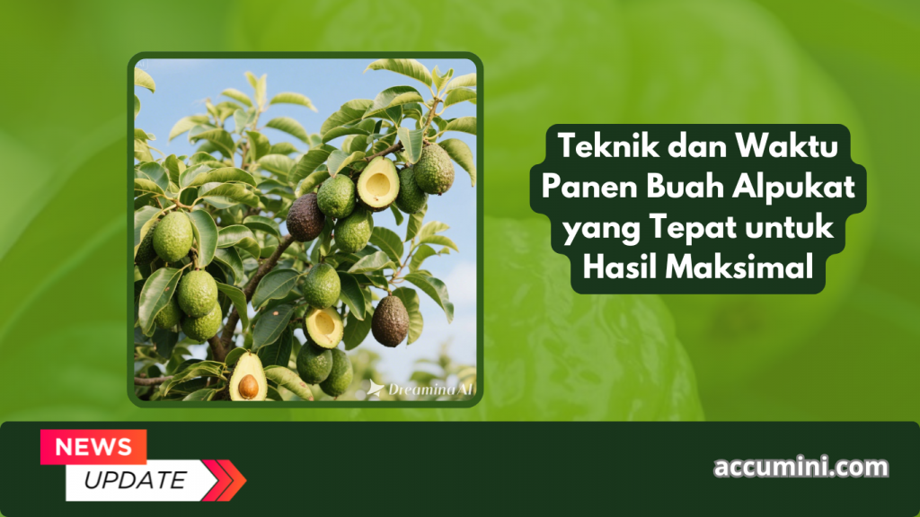Teknik dan Waktu Panen Buah Alpukat yang Tepat untuk Hasil Maksimal