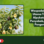 Waspadai Penyakit Utama Tanaman Alpukat