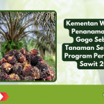 Kementan Wajibkan Penanaman Padi Gogo Sebagai Tanaman Sela dalam Program Peremajaan Sawit 2025