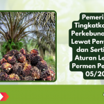 Pemerintah Tingkatkan SDM Perkebunan Sawit Lewat Penyuluhan dan Sertifikasi: Aturan Lengkap Permen Pertanian 05/2025