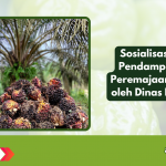 Sosialisasi dan Pendampingan Peremajaan Sawit oleh Dinas Daerah