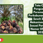 Tata Cara Pengusulan Peremajaan Perkebunan Kelapa Sawit 2025: Mekanisme Resmi Sesuai Permentan Nomor 05 Tahun 2025