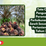 Tata Cara Pengusulan Peremajaan Perkebunan Kelapa Sawit Sesuai Permen Pertanian No. 05 Tahun 2025